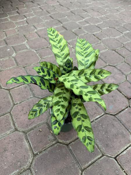 Calathea Rattlesnake - image 2