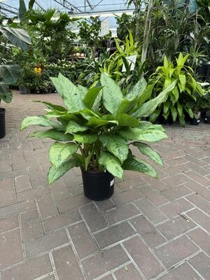 Chinese Evergreen Bj Freeman - image 2