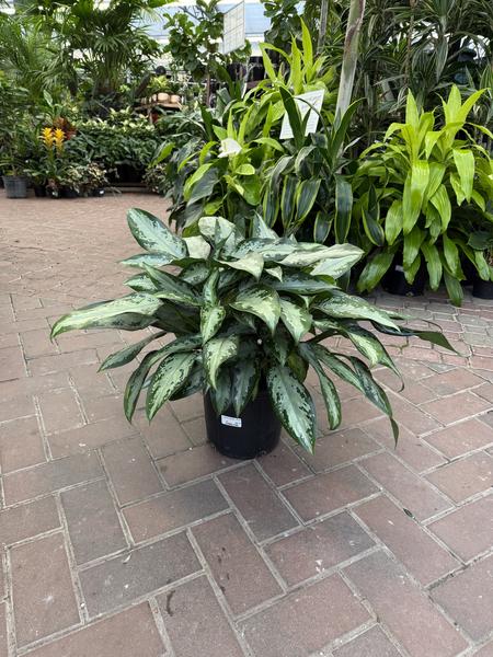 Chinese Evergreen Jubilee - image 2