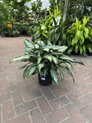 Chinese Evergreen Jubilee - image 2