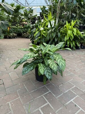 Chinese Evergreen Mary Ann - image 2