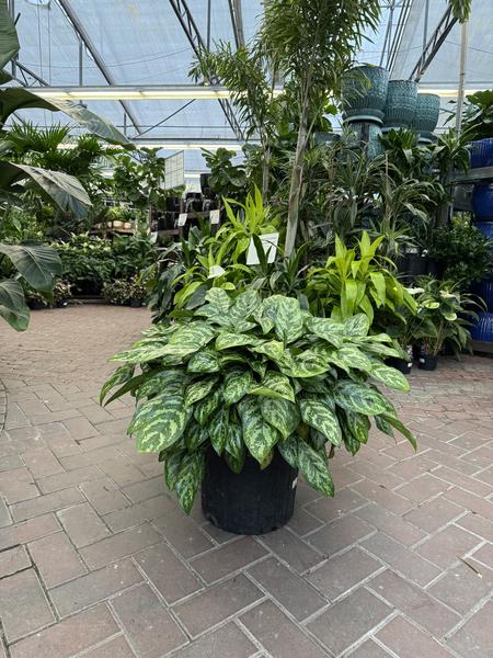 Chinese Evergreen Mary Ann - image 2