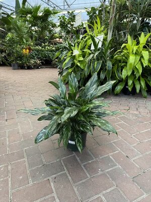 Chinese Evergreen Shades - image 2