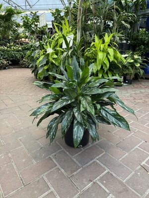 Chinese Evergreen Shades - image 2