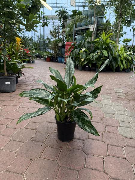 Chinese Evergreen Shades - image 2