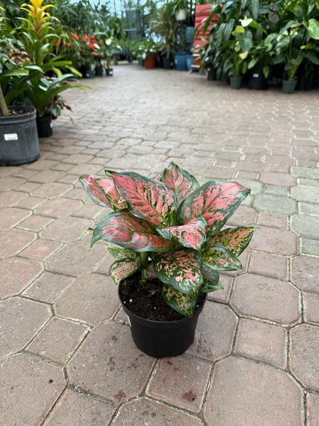 Chinese Evergreen Very Red - image 2