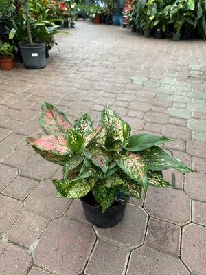 Chinese Evergreen Wishes - image 2