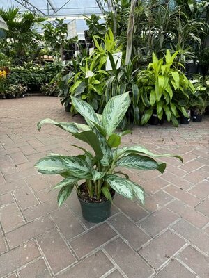 Chinese Evergreen Silver Bay - image 2