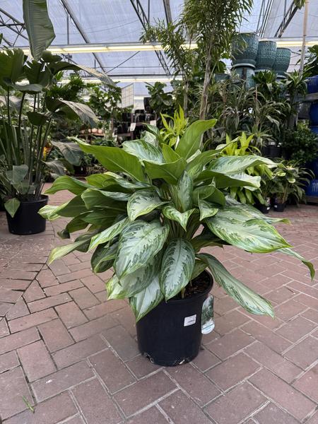 Chinese Evergreen Silver Bay - image 2