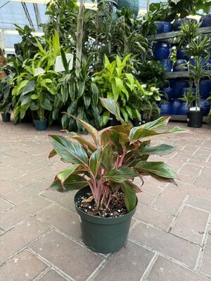 Chinese Evergreen Siam Red - image 2