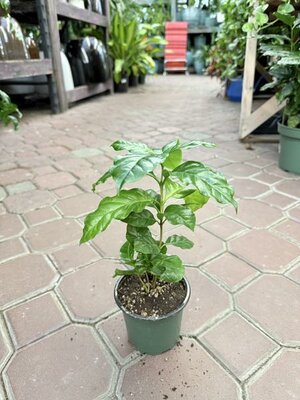 Coffee Plant - image 2