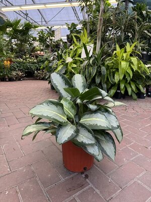 Chinese Evergreen Diamond Bay - image 2