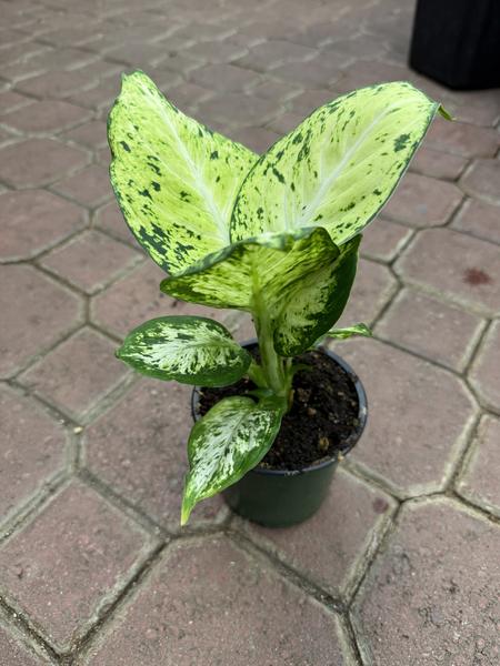 Dieffenbachia Amy - image 2