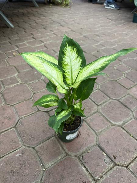 Dieffenbachia Camille - image 2