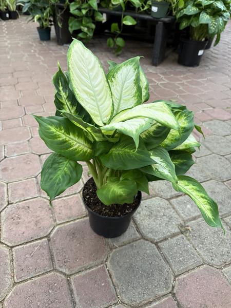 Dieffenbachia Camille - image 2