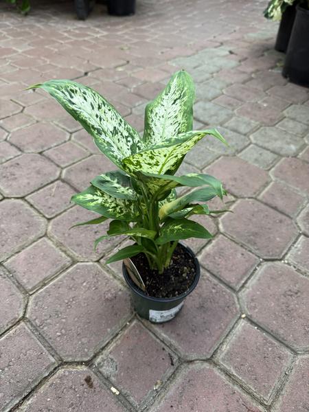 Dieffenbachia Perfection - image 2