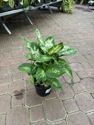 Dieffenbachia Perfection - image 2