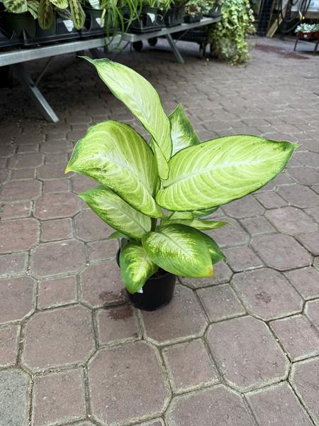 Dieffenbachia Mariana - image 2