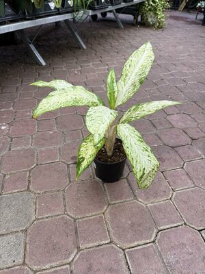 Dieffenbachia Starbright - image 2