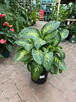 Dieffenbachia Tropic Snow - image 2