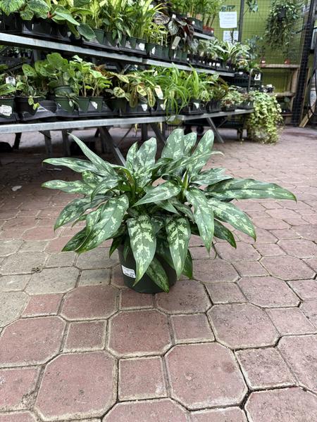 Chinese Evergreen Super Maria - image 2