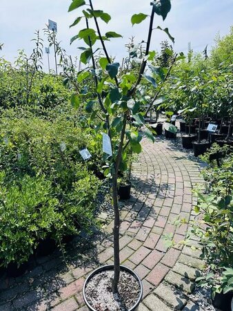 Green Gage European Plum Tree