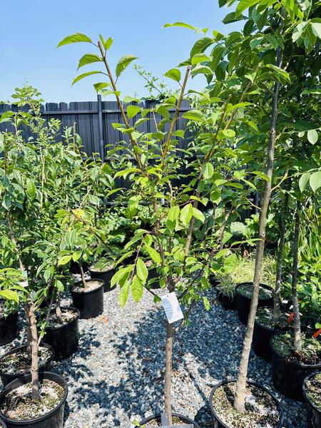 Japanese Methley Plum Tree