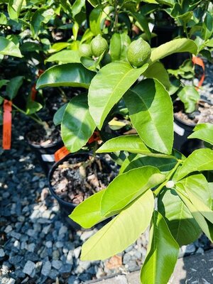 Palestine Sweet Lime Plant