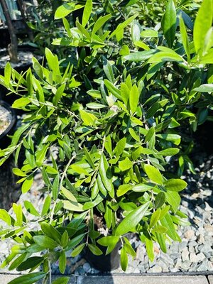 Chinese Edible Quince