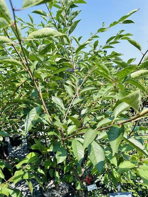 Montmorency Sour Cherry Tree - image 1