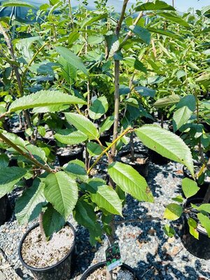 Bing Cherry Tree