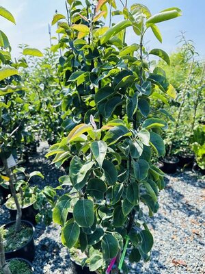 Oriental Pear Tree Combo