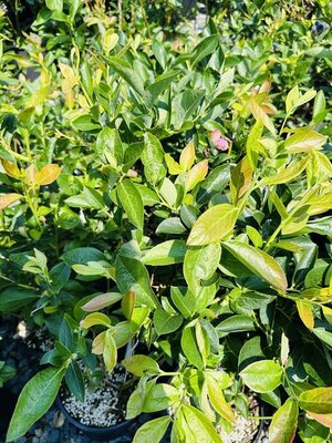 Chandler Blueberry Plant