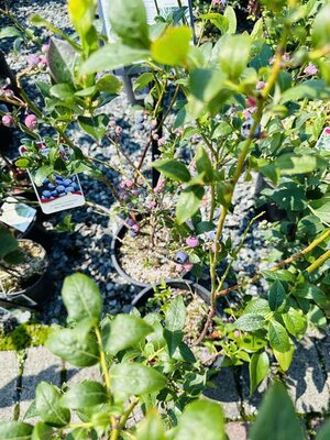 Razz Blueberry Plant