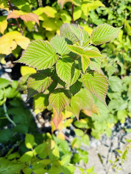 Fall Gold Raspberry