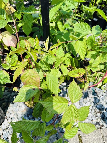 Thornless Boysenberry