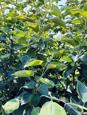 Shinseiki Oriental Pear Tree