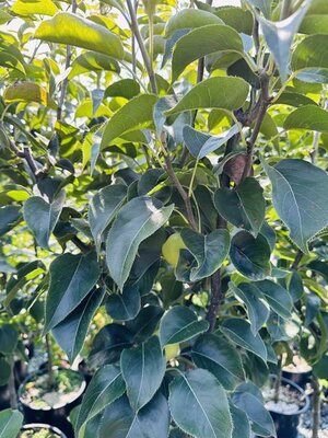 20Th Century (Nijisseiki) Oriental Pear Tree