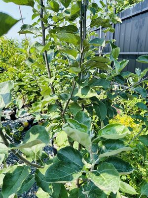 Yellow Transparent Apple Tree