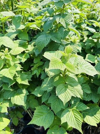 Summer Bearing Boyne Raspberry