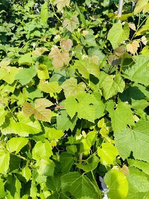 Sauvignon Blanc Grape