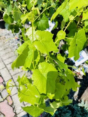 Vanessa Seedless Table Grape