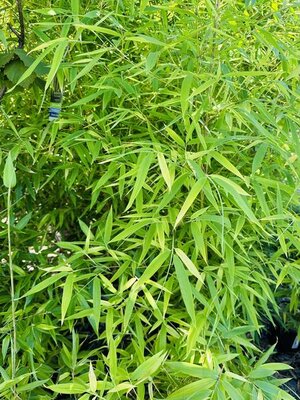 Bisset's Bamboo