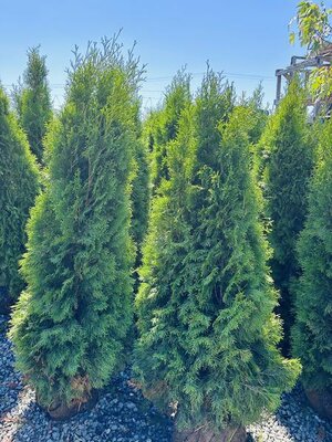 Emerald Green Cedar 3-4'