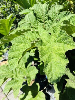 Giant Dinosaur Rhubarb (Gunnera)