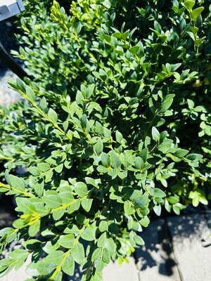 Green Velvet Boxwood