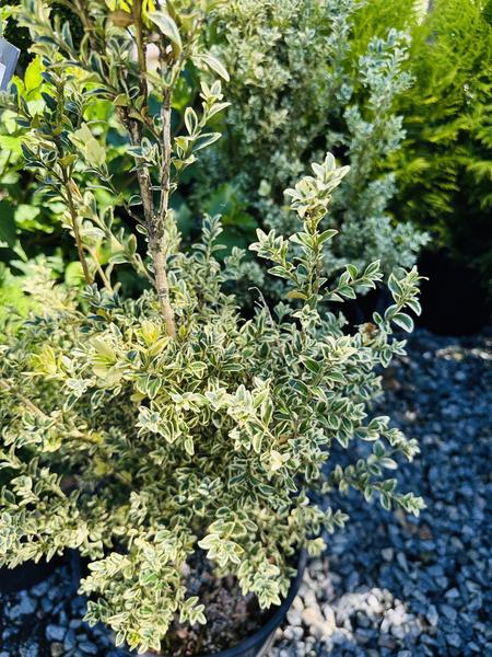 Variegated Boxwood