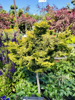 Tree Form Dwarf Golden Hinoki