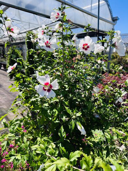 Red Heart Hibiscus (Rose Of Sharon Tree)