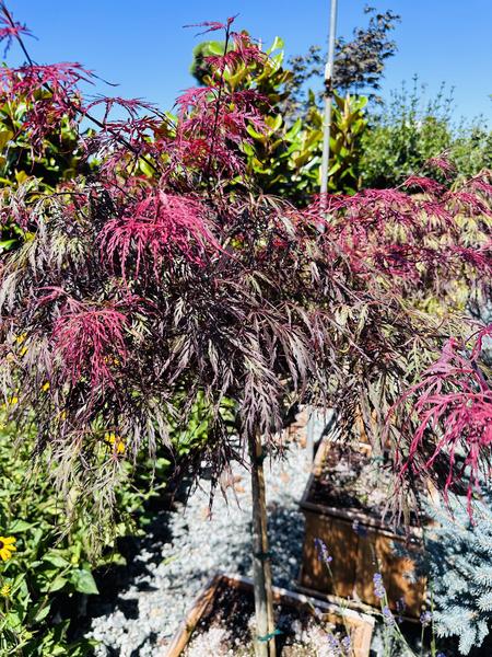 Crimson Queen Weeping Japanese Maple